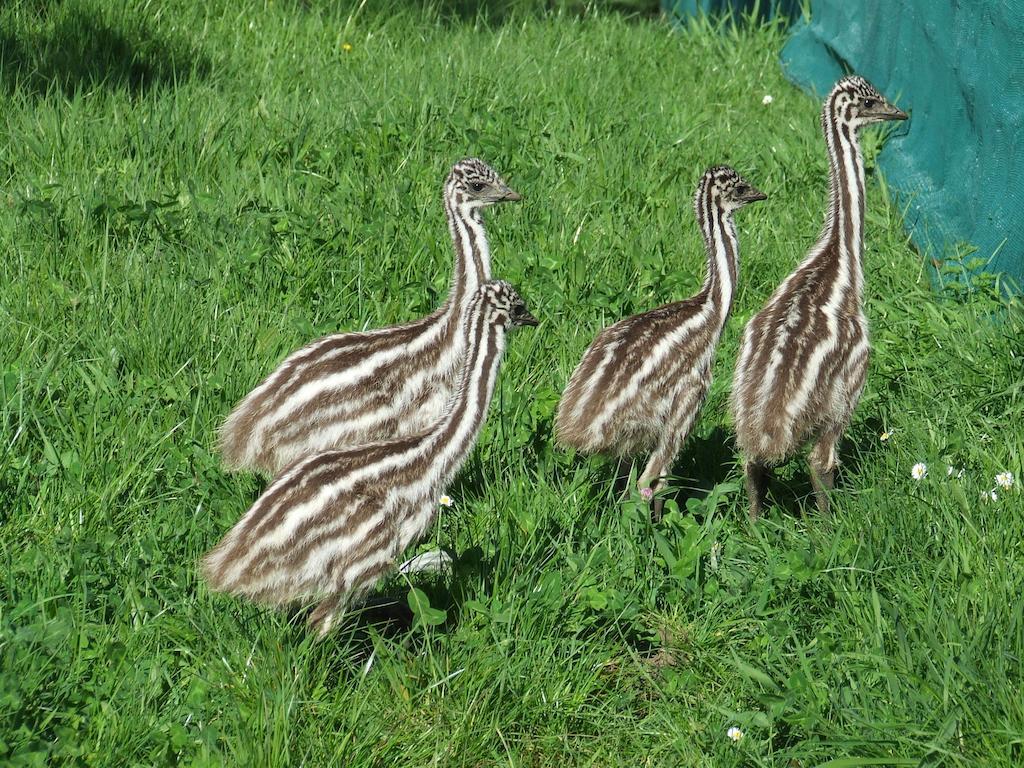 Runciman Berries And Emus B&B Ramarama Kültér fotó