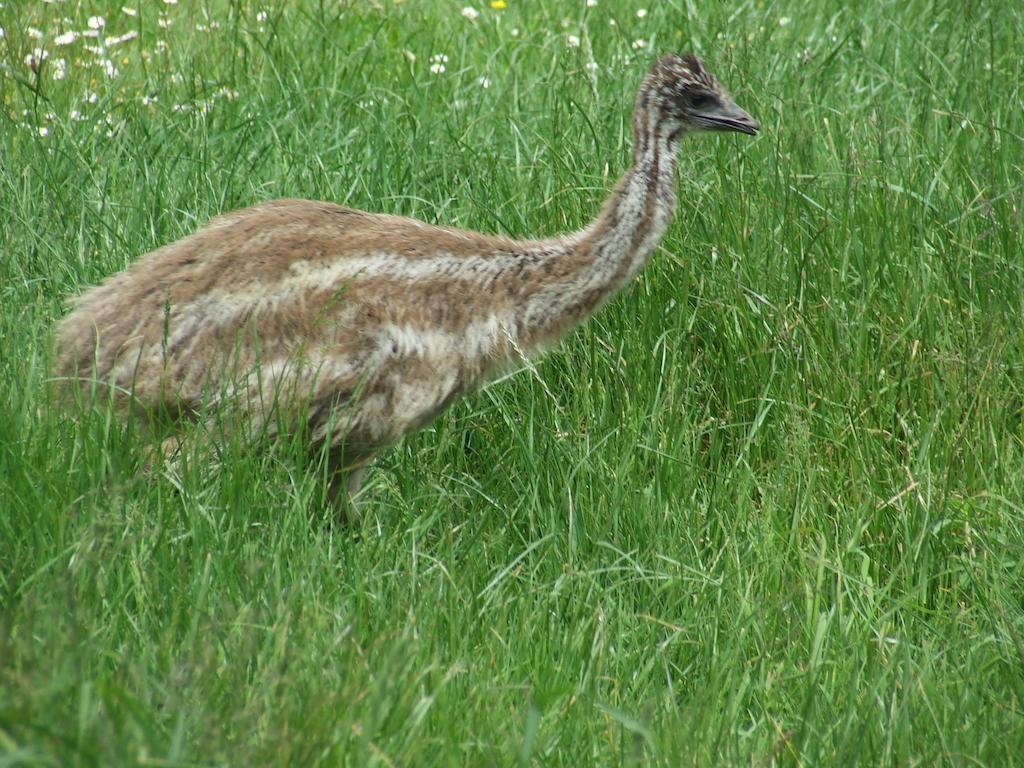 Runciman Berries And Emus B&B Ramarama Kültér fotó
