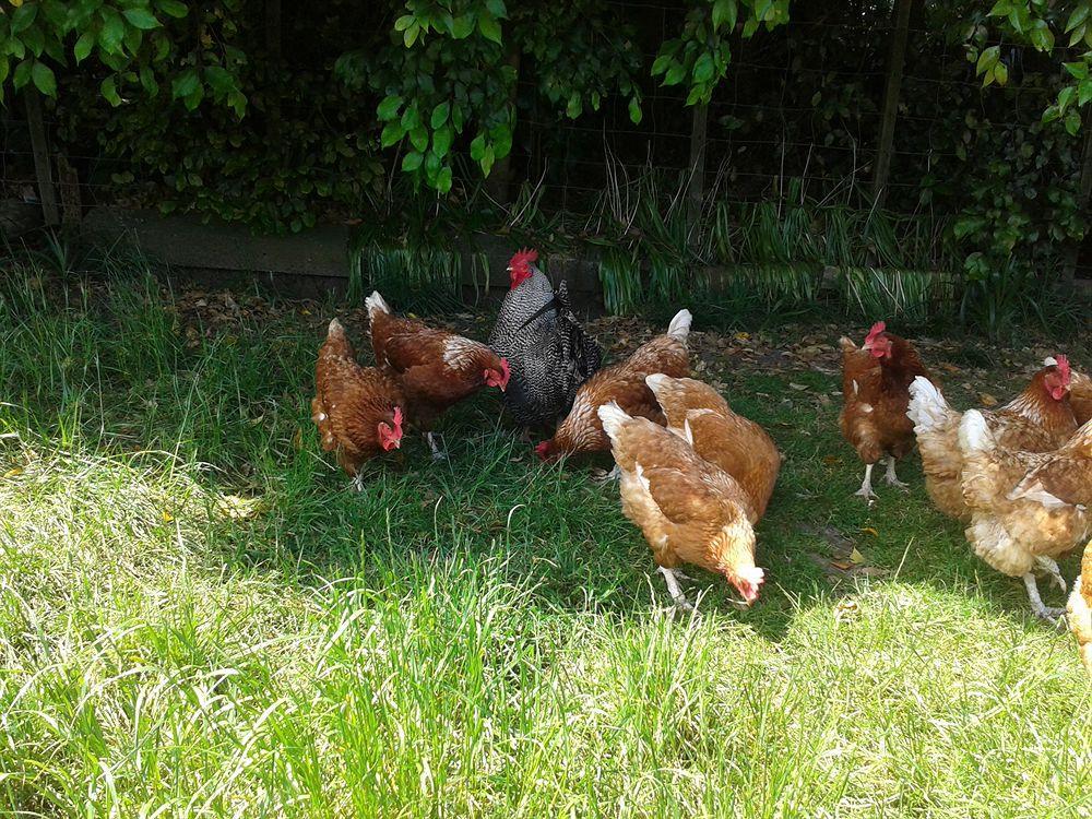 Runciman Berries And Emus B&B Ramarama Kültér fotó