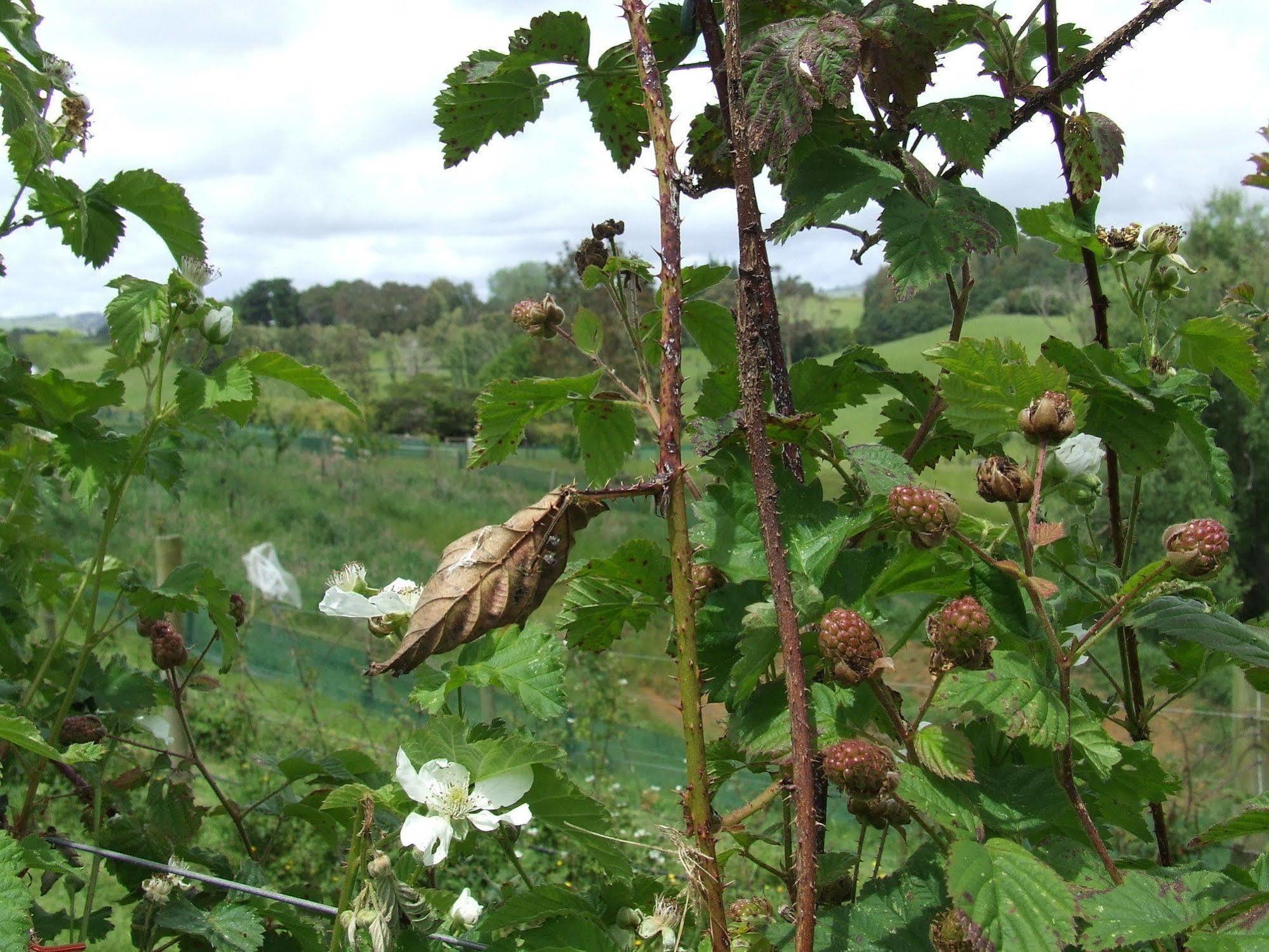 Runciman Berries And Emus B&B Ramarama Kültér fotó