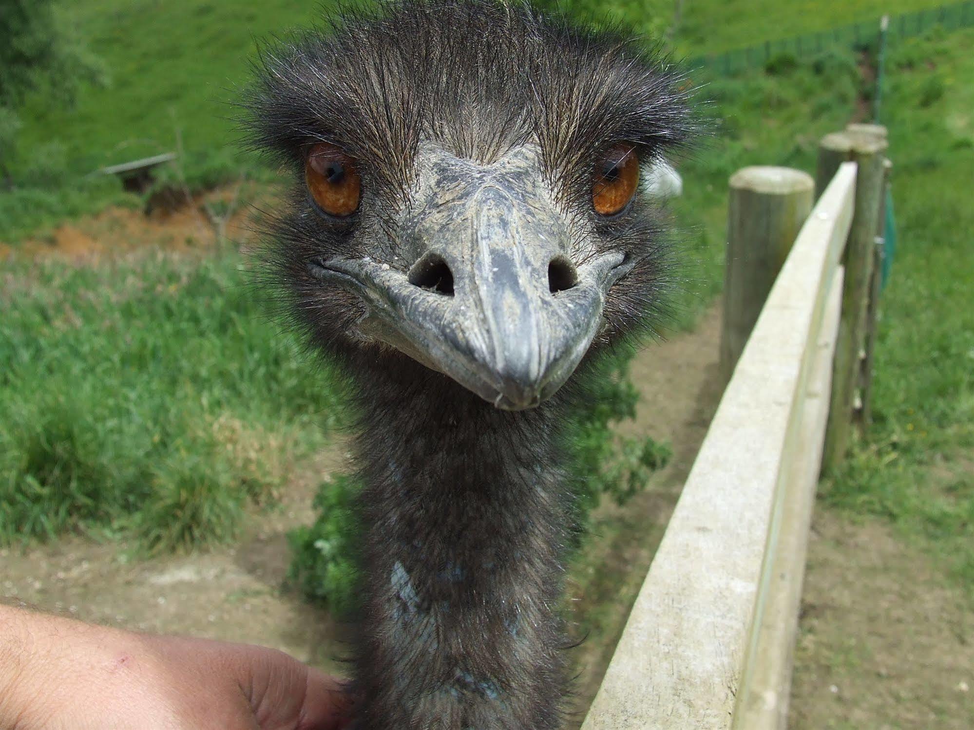 Runciman Berries And Emus B&B Ramarama Kültér fotó