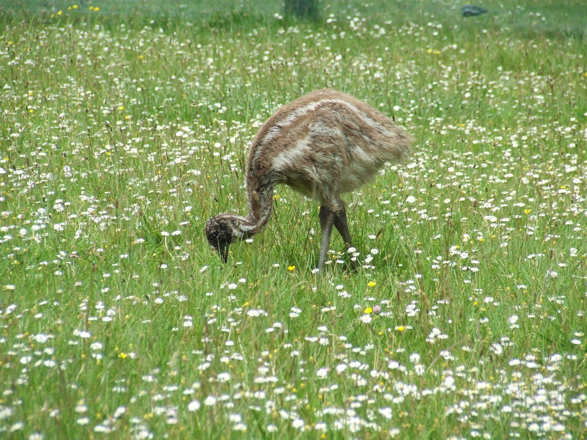 Runciman Berries And Emus B&B Ramarama Kültér fotó